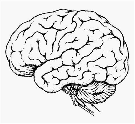 Brain Outline Drawing at GetDrawings | Free download