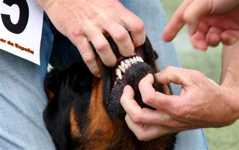 How do I Know if my Rottweiler is Purebred?