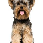 Yorkshire Terrier Puppy PNG Images - PNG All | PNG All