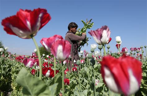 Aghanistan: Opium Crop at Record High | TIME