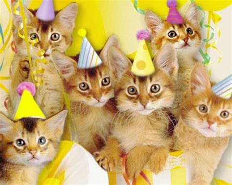 Total 81+ imagem cats singing happy birthday - br.thptnganamst.edu.vn