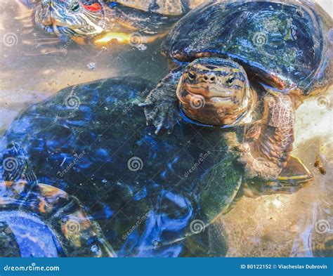 Pond Slider Turtles in Fresh Water. Domestic Animal Tortoise Portrait ...