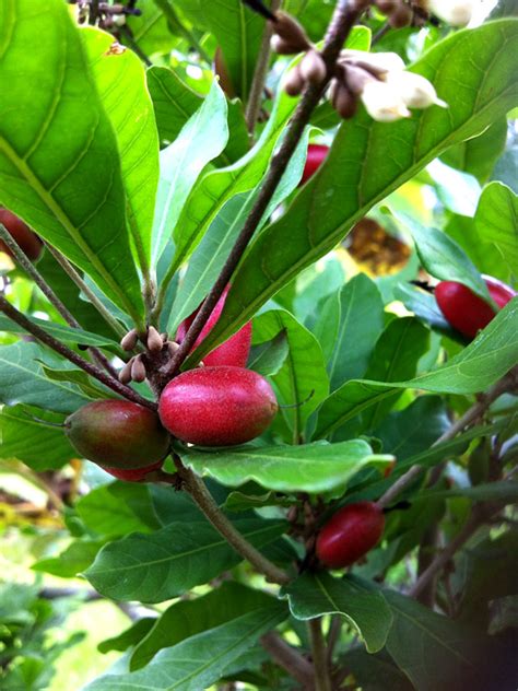 Miracle Fruit Tree (synsepalum dulcificum) – Urban Tropicals