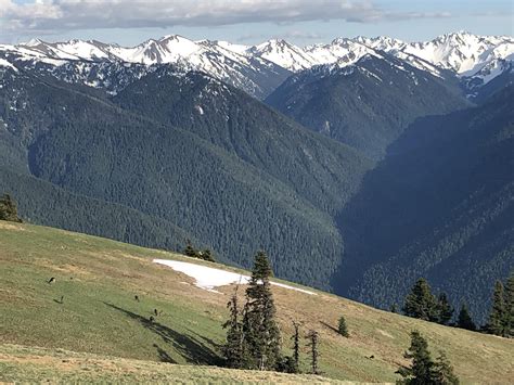 Deer at Hurricane Ridge - Olympic National Park, May 12, approx 19:00. : r/travel