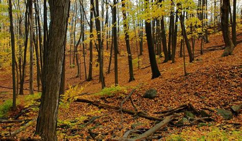 Temperate Broadleaf Forest - Travel the Biomes (Jones 2A/3A)