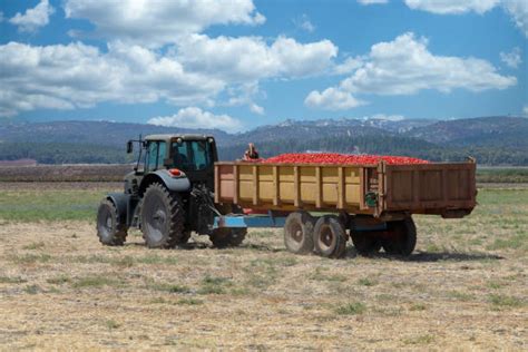 290+ Tomato Harvester Machine Stock Photos, Pictures & Royalty-Free Images - iStock