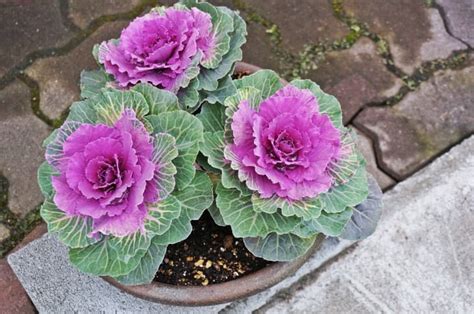 How to Grow and Care for Ornamental Kale and Cabbage | Apartment Therapy