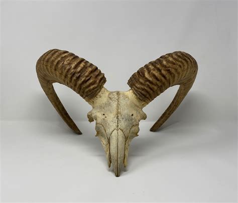 Bones : MOUFLON SHEEP - SKULL (5273-0011) : hideandfur.com