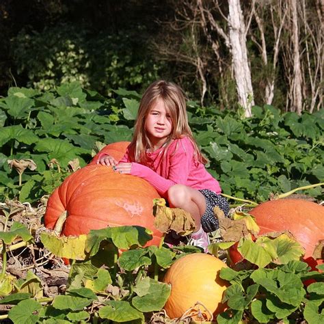 Giant Pumpkin Seeds