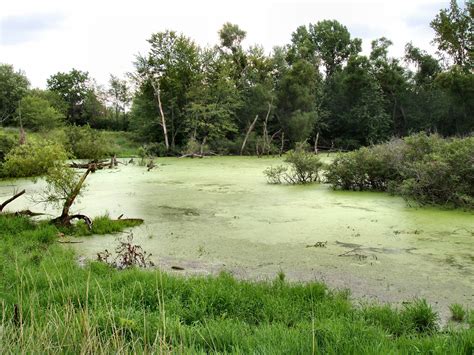 Wetland | Definition, Characteristics, Animals, Plants, Examples ...