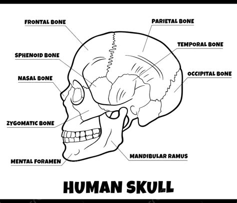 Black And White Illustration Of Human Skull Bones Anatomy Diagram, Skull Drawing, Rat Drawing ...