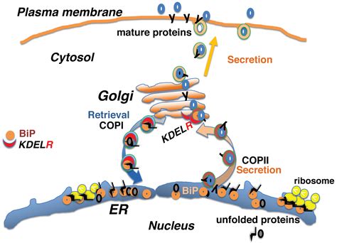 Relationship Between Endoplasmic Reticulum And Golgi