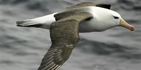 10 Most Common Birds Seen in Antarctic | Sea Kayak Adventures