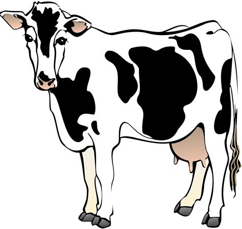 Cow Clipart Images