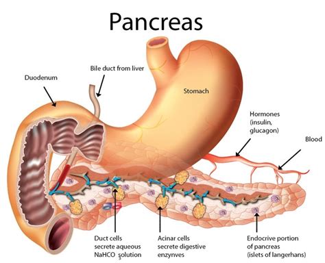 Structure, Function Of Pancreas