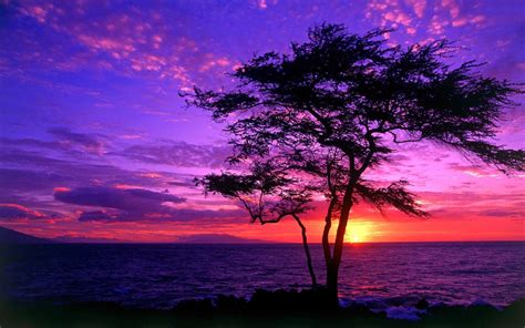 🔥 Download Tree Silhouette In The Purple Sunset Wallpaper by @marysmith | Purple Sunset ...