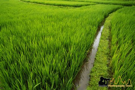 ? Bali Rice Fields : a visual journey into the paddy fields of the Island of the Gods