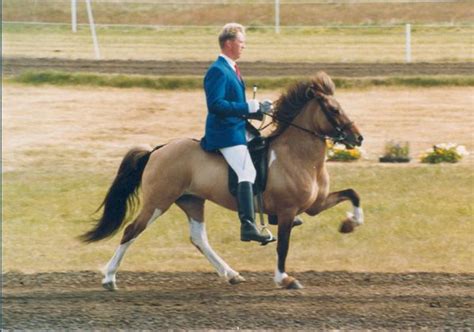 Icelandic horse tolt. Cool gait. Sala frá Gerðum ridden by Hafliði Halldórsson | Horses ...