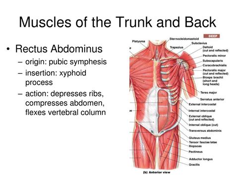 Muscles Of The Trunk Anterior View