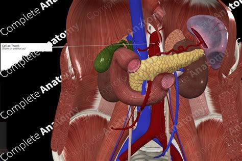 Celiac Trunk | Complete Anatomy