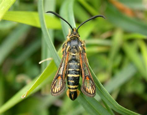 Six-belted Clearwing | UKmoths