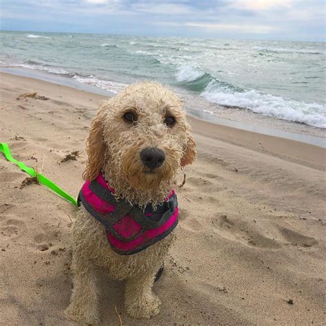 A Guide to Michigan's Pet-Friendly Beaches | Michigan