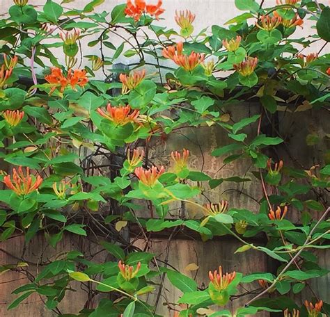 Native Hummingbird Orange Honeysuckle Vine Lonicera ciliosa - 20 Seeds