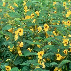 Partridge Pea Seeds