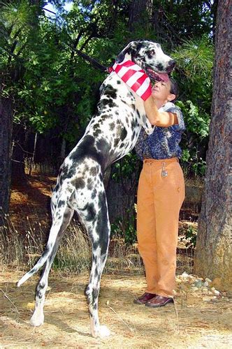 The World’s Tallest Dog & Biggest Dog .. video | All Strangest things ...