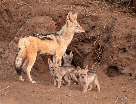 Jackal family | Black backed jackal, Animals, Puppies