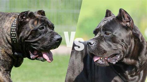 Presa Canario vs. Cane Corso: Which Is the Better Guard Dog?