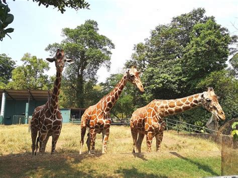 Top 8 Things in Dehiwala Zoological Garden Colombo