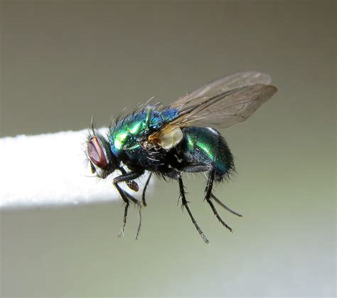 New courses on Blowfly ID and ecology | Biodiversity Projects