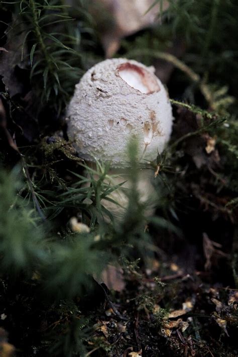 Mushroom Identification - Getting Into Nature