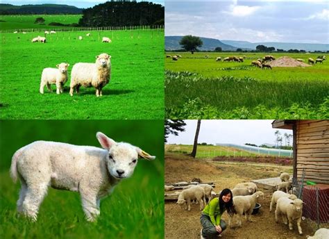 Business Ideas | Small Business Ideas: Sheep Farming Business | Starting Sheep Farming to Make Money