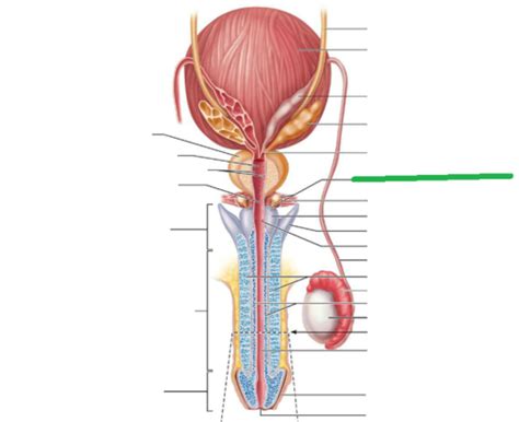 Male Anatomy Flashcards | Quizlet