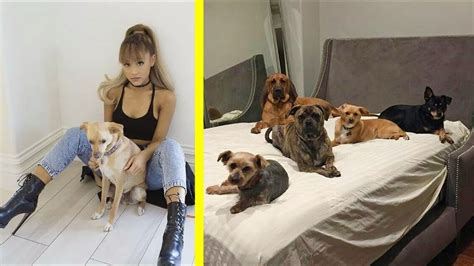 Ariana Grande 10 Rescued Dogs - YouTube