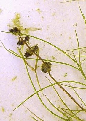 Sago Pondweed (Stuckenia pectinata)