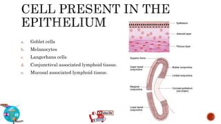 ANATOMY & HISTOLOGY OF CONJUNCTIVA | PPT