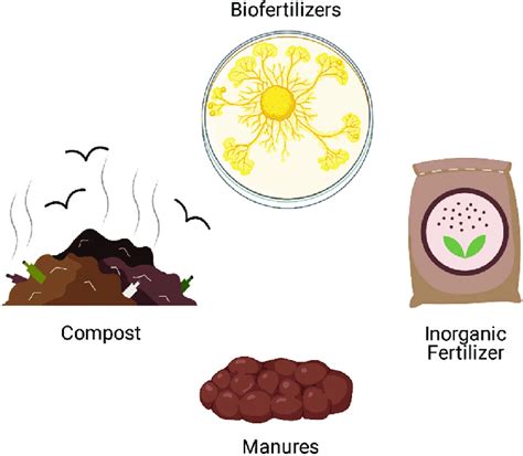 Different sources of phosphorus fertilizers | Download Scientific Diagram