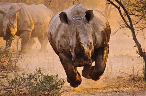 rhino, Nature, Animals Wallpapers HD / Desktop and Mobile Backgrounds
