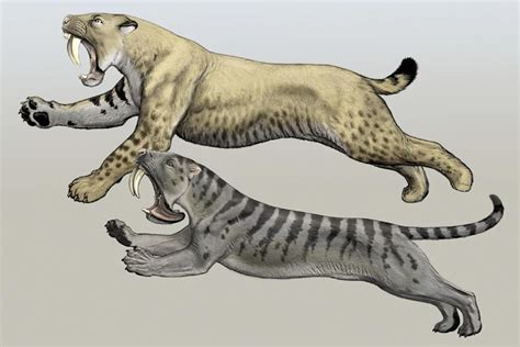extinct big cats | Feliformes | Pinterest | Prehistoric animals ...