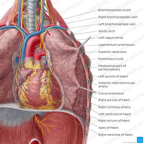 Thorax Anatomy Wall Cavity Organs Neurovasculature Kenhub Images | The ...