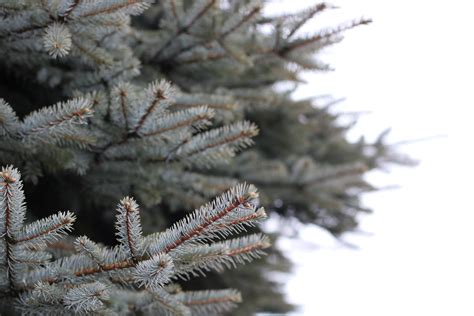 Free Images : blur, blurred background, close up, fir trees, focus, green, leaves, nature ...