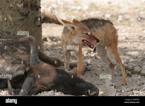 The Jackal's Feast Stock Photo - Alamy