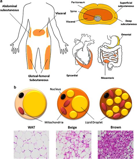 Heterogeneous adipose organ in humans. (a) White adipose tissue (WAT ...