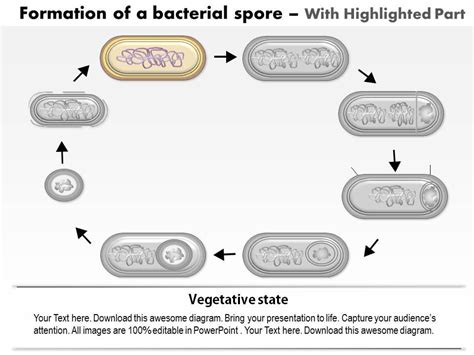 0614 Formation Of A Bacterial Spore By Bacillus Subtilis Medical Images ...