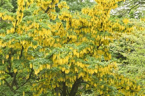 Laburnum anagyroides, Common Laburnum tree with yellow flowers — Stock Photo © alessandrozocc ...