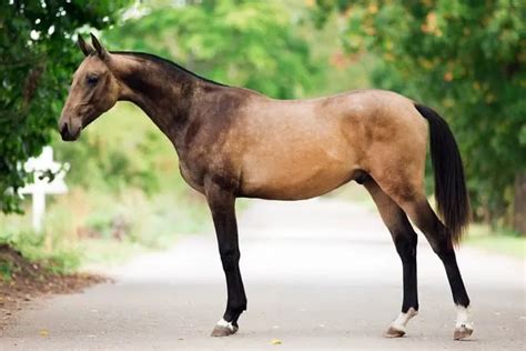 6 Oldest Horse Breeds In The World