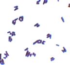 Biologist: Gram positive rods (GPR) (microbiology)